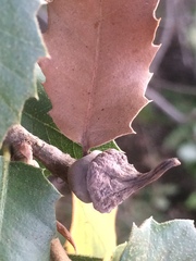 Heteroecus sanctaeclarae