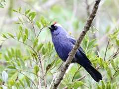 Diademed Tanager photo 3