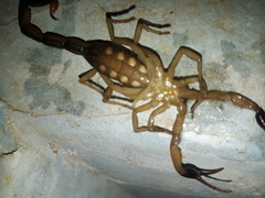 Centruroides chiapanensis