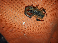 Centruroides chiapanensis