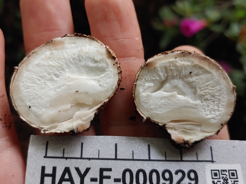 Geastrum fuscogleba