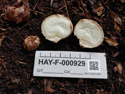 Geastrum fuscogleba (Photo 2 of 2)