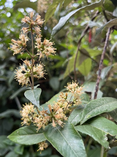 Oligactis sessiliflora, photograph 5