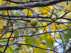 Davidia involucrata