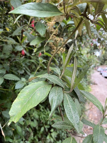 Oligactis sessiliflora, photograph 6