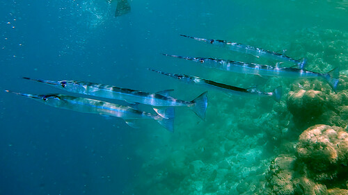 Reef Needlefish