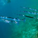 Reef Needlefish - Photo (c) Adelma Hills, some rights reserved (CC BY-NC), uploaded by Adelma Hills