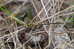 Phanogomphus oklahomensis