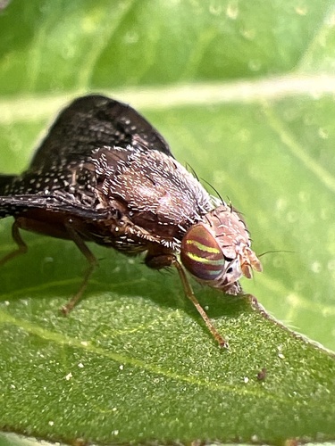 Eutreta novaeboracensis photo 2