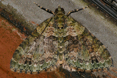 Hammaptera parinotata