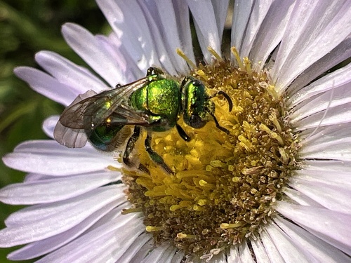 Northeastern Sweat Bee photo 6