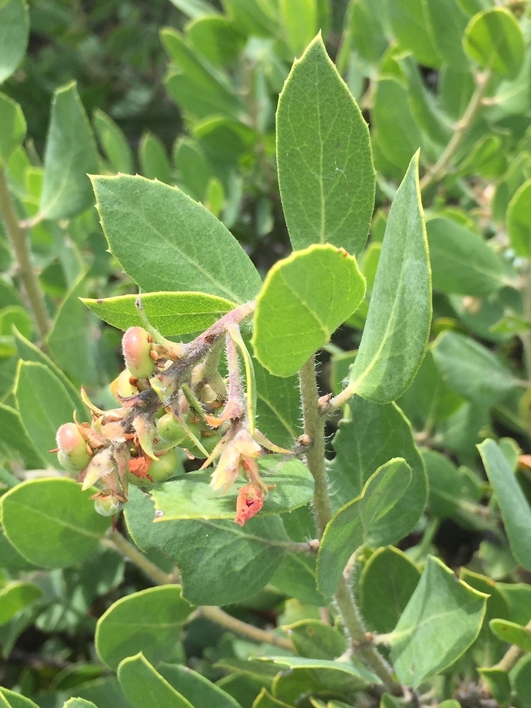 Arctostaphylos glandulosa glandulosa from Mount Diablo State Park ...