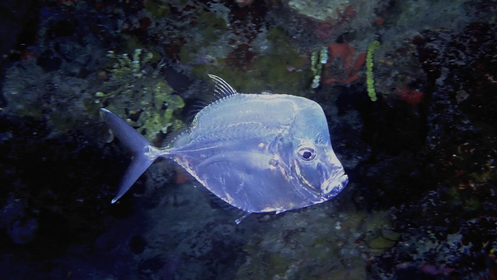 Caribbean Moonfish
