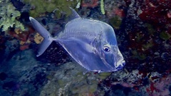 Caribbean Moonfish photo 4