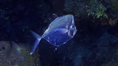 Caribbean Moonfish photo 5