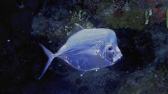 Caribbean Moonfish photo 3