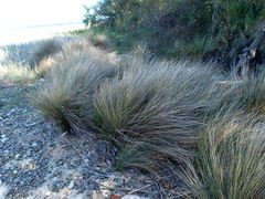 Austrostipa stipoides