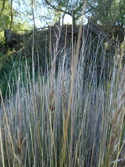 Austrostipa stipoides