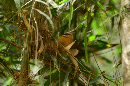 Bertoni's Antbird (Drymophila rubricollis), photo 10
