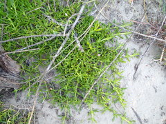 Disphyma australe australe