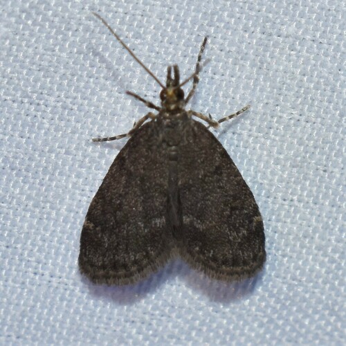 Dark Brown Scoparia Moth photo 5