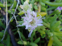 Disphyma australe australe