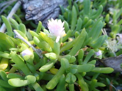 Disphyma australe australe