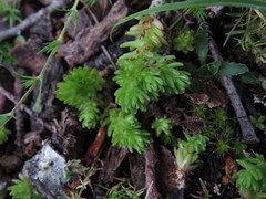 Sedum liebmannianum