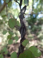 Muehlenbeckia complexa complexa