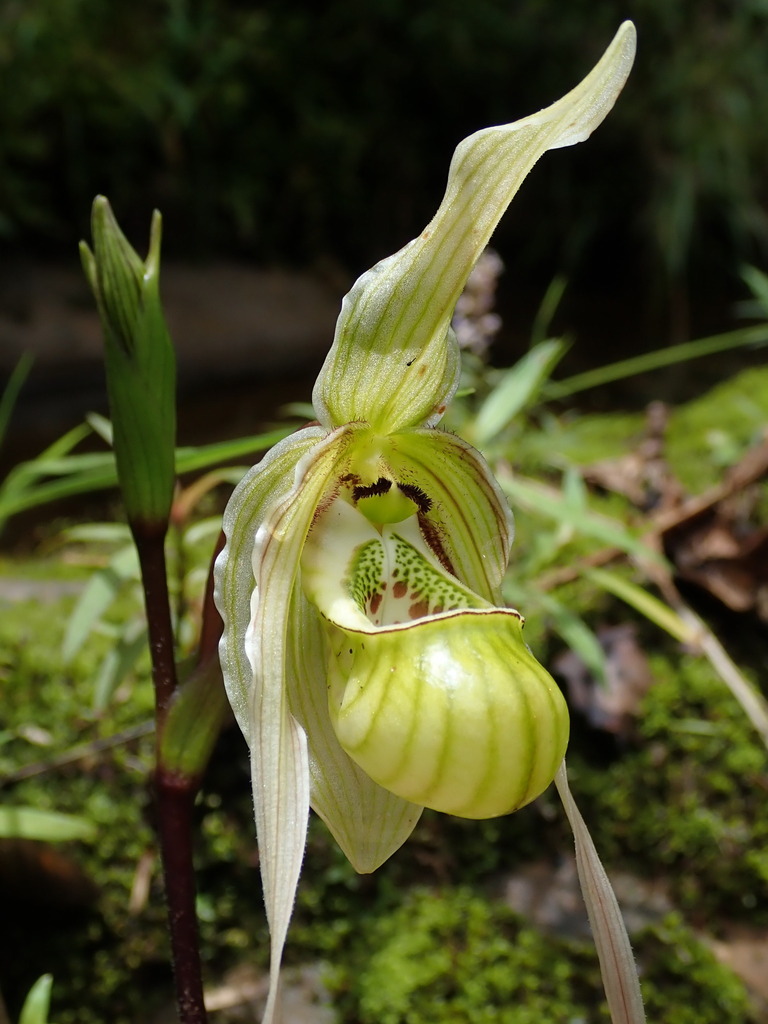 Phragmipedium pearcei