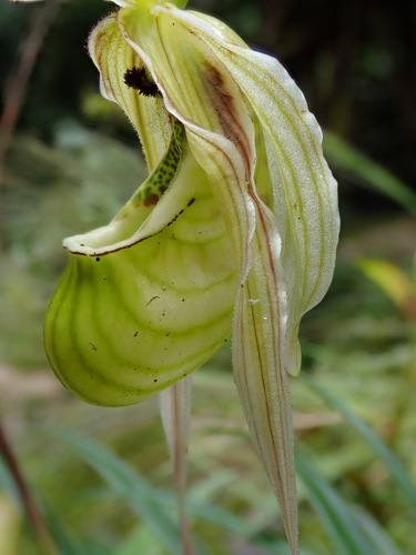Image of Phragmipedium pearcei by (c) Nolan Exe, some rights reserved (CC BY)