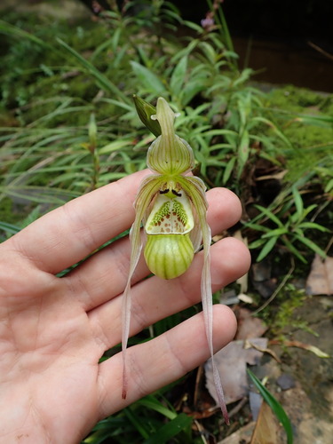 Image of Phragmipedium pearcei by (c) Nolan Exe, some rights reserved (CC BY)