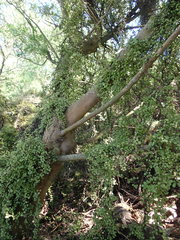 Muehlenbeckia complexa complexa