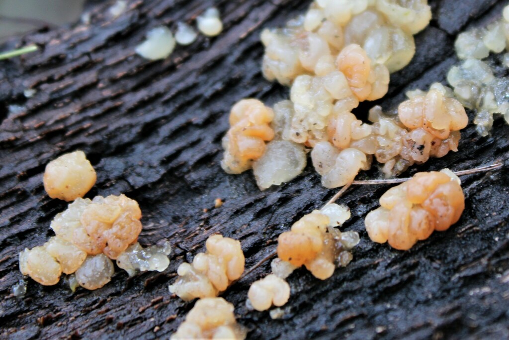 Crystal Brain Fungus from Mt Tamalpais, California 94941, USA on May 08