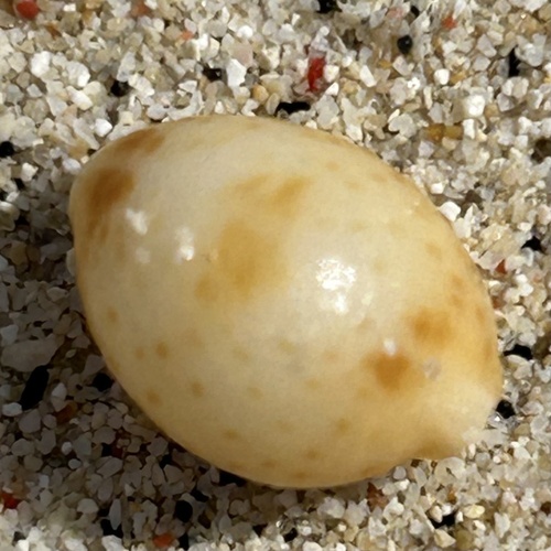 Pustularia cicercula observed 2023-05-10