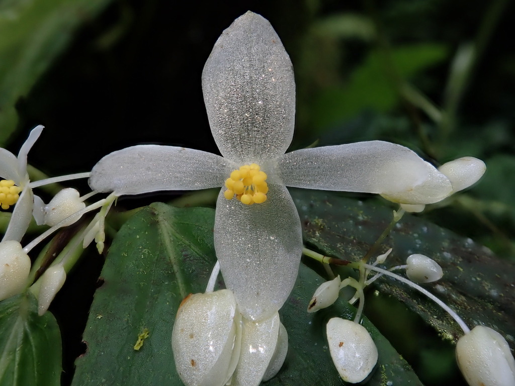 Begonia maynensis; photograph Nolan Exe, CC BY, iNaturalist via GBIF