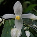 Begonia maynensis - Photo (c) Nolan Exe, some rights reserved (CC BY), uploaded by Nolan Exe