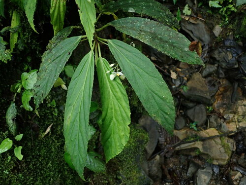 Begonia maynensis, photograph 3