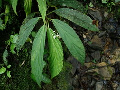 Nolan Exe, CC BY, iNaturalist via GBIF Begonia maynensis, photograph Nolan Exe, CC BY, iNaturalist via GBIF