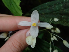 Nolan Exe, CC BY, iNaturalist via GBIF Begonia maynensis, photograph Nolan Exe, CC BY, iNaturalist via GBIF