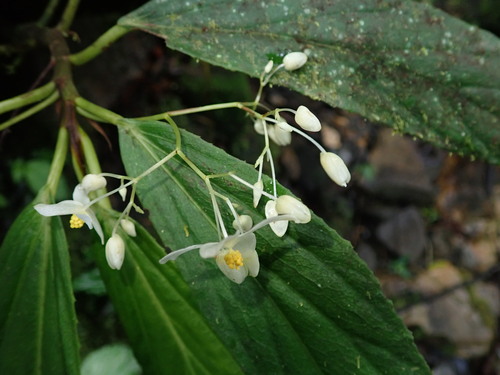 Begonia maynensis, photograph 2