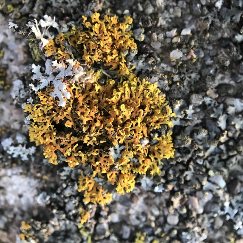 Bare-bottom Sunburst Lichen