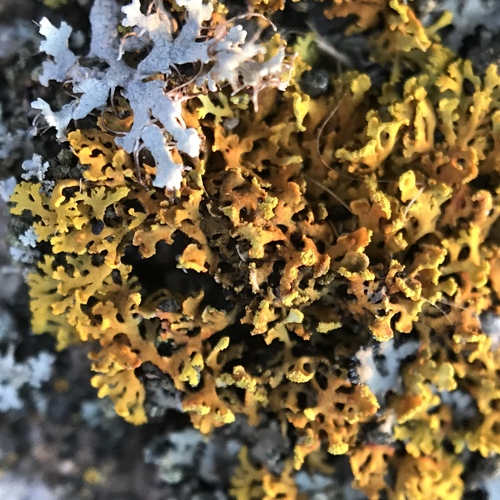 Bare-bottom Sunburst Lichen