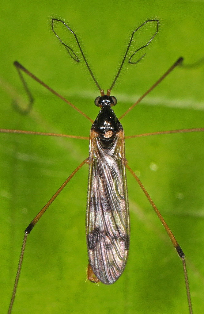 Limnophila macrocera