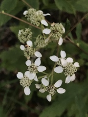 Verbesina virginica image