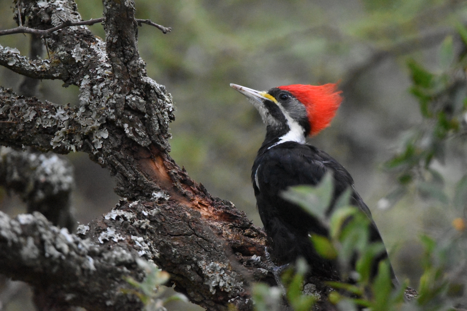 Black-bodied Woodpecker (Dryocopus schulzii), photo 8