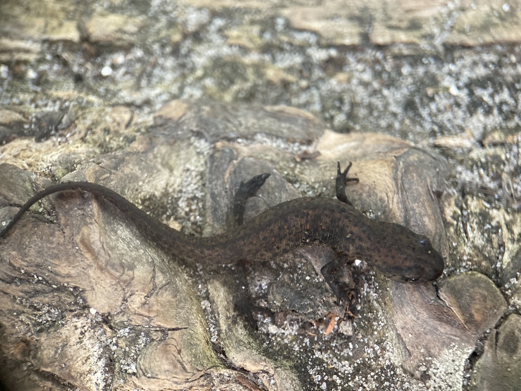 Peninsula Newt in May 2023 by Luke Grabow · iNaturalist