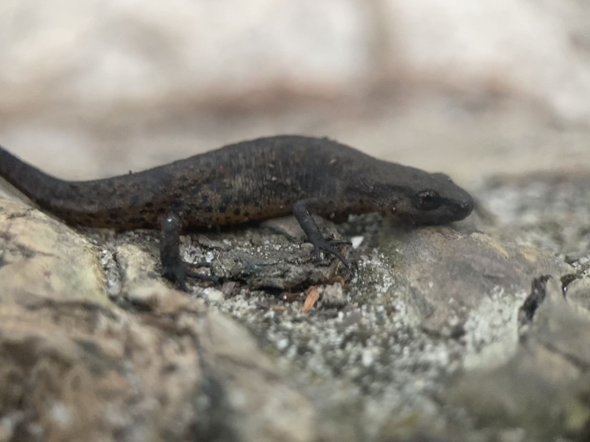 フロリダブチイモリ (亜種 Notophthalmus viridescens piaropicola 