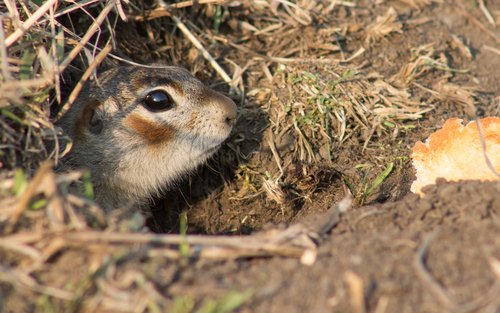 Vorontsov's Ground Squirrel
