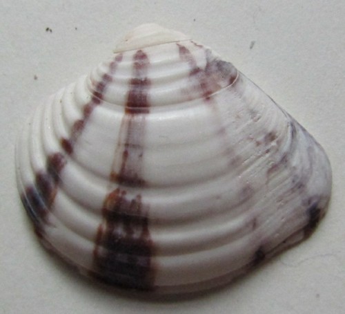 Iliochione subrugosa